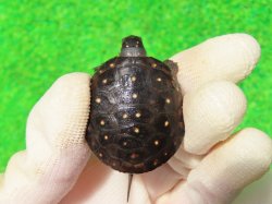 画像2: キボシイシガメ64