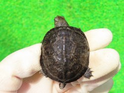 画像2: サルディーニャヌマガメ10　ＳＡＬＥ！