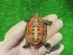 画像10: キタアカハラガメ