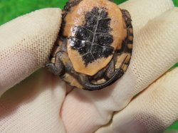 画像7: キボシイシガメ63