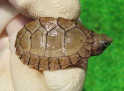 画像1: カブトニオイガメ７