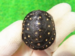 画像2: キボシイシガメ63