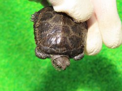 画像6: サルディーニャヌマガメ12　ＳＡＬＥ！