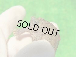 画像3: カブトニオイガメ３