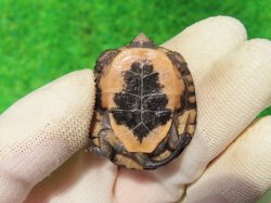 画像8: キボシイシガメ63