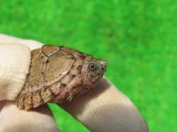 画像3: カブトニオイガメ５