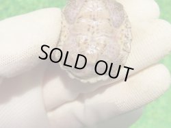 画像6: カブトニオイガメ４