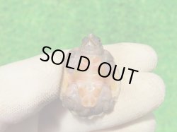 画像8: オオアタマヒメニオイガメ８　