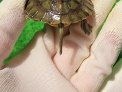 画像6: シェンシーハコガメ
