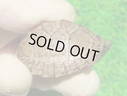 画像1: カブトニオイガメ４