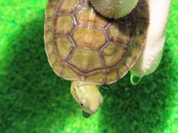 画像4: シェンシーハコガメ