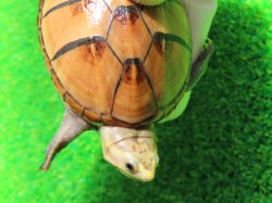 画像6: ミスジドロガメ33　ＳＡＬＥ！　