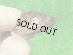 画像3: オオアタマヒメニオイガメ10　