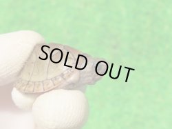 画像4: オオアタマヒメニオイガメ10　