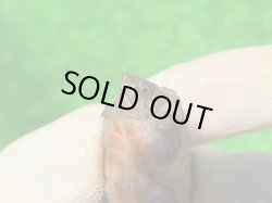 画像6: オオアタマヒメニオイガメ８　