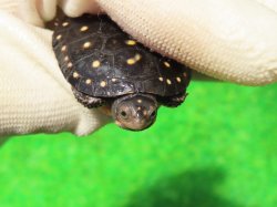 画像5: キボシイシガメ63