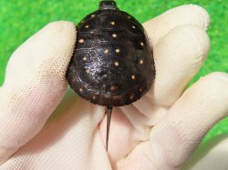 画像7: キボシイシガメ64