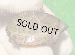 画像1: オオアタマヒメニオイガメ８　