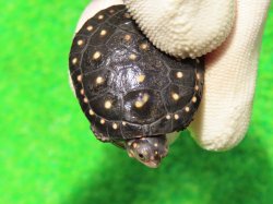 画像6: キボシイシガメ63