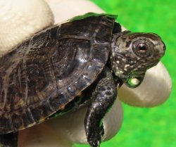 画像3: サルディーニャヌマガメ10　ＳＡＬＥ！