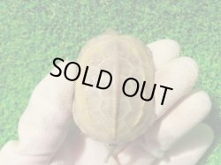 画像3: スーパーハイポクサガメP.Het.アルビノ109