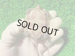 画像9: スーパーハイポクサガメP.Het.アルビノ109