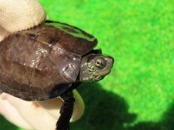 画像3: カントンクサガメHet.パステル１