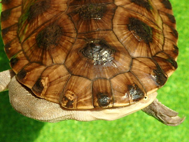 コウヒロナガクビガメ3 SALE！ Turtle Farm YattoKame