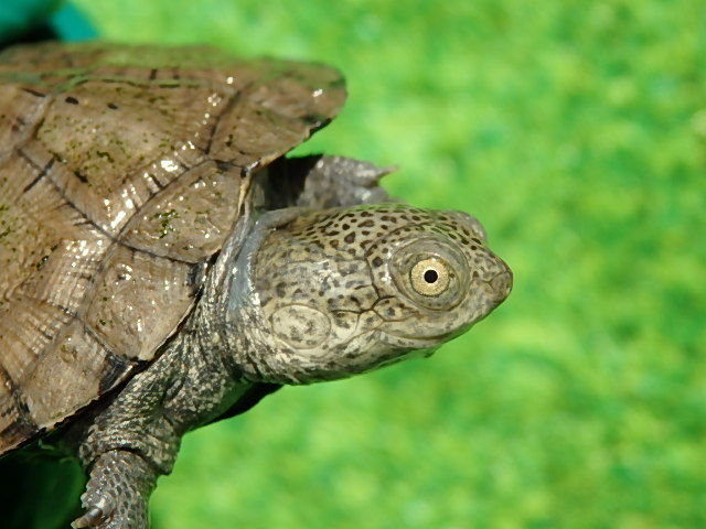 ノコヘリハコヨコクビガメ Turtle Farm YattoKame