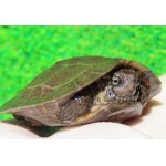 画像: ノコヘリマルガメ１　ＳＡＬＥ！4,000円OFF