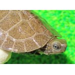 画像: ノコヘリマルガメ２　ＳＡＬＥ！5,000円OFF