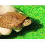 画像: ヨツメイシガメ３　ＳＡＬＥ！