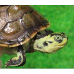 画像: フロリダアカハラガメ・グリンゴースト