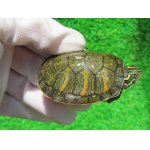 画像: アラバマアカハラガメ10　ＳＡＬＥ！