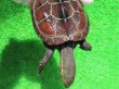 画像5: クサガメP.HetＴ-アルビノ　ＳＡＬＥ！2,000円ＯＦＦ