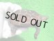 画像: クサガメP.HetＴ-アルビノ　ＳＡＬＥ！ＳＡＬＥ！4,000円OFF