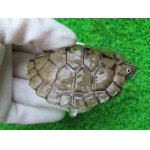 画像: ミシシッピチズガメ８　ＳＡＬＥ！