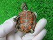 画像9: キタアカハラガメ４　ＳＡＬＥ！