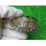 画像: ミシシッピチズガメ９　ＳＡＬＥ！