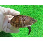 画像: タイリクミナミイシガメ14（ベトナムＦ）ＳＡＬＥ！1,000円OFF