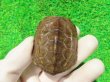 画像2: ハイポクサガメP.Het.アルビ９　ＳＡＬＥ１