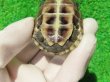 画像6: ハイポクサガメP.Het.アルビ９　ＳＡＬＥ１
