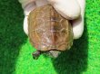 画像4: ハイポクサガメP.Het.アルビ９　ＳＡＬＥ１