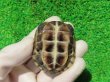 画像7: ハイポクサガメP.Het.アルビ９　ＳＡＬＥ１