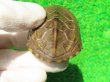 画像5: ハイポクサガメP.Het.アルビ９　ＳＡＬＥ１