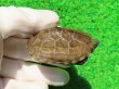 画像1: ハイポクサガメP.Het.アルビ９　ＳＡＬＥ１