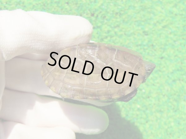 画像1: ハイポクサガメP.Het.アルビ９　ＳＡＬＥ１