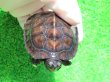 画像6: カントンクサガメ29