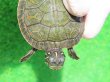 画像5: キタアカハラガメ７　ＳＡＬＥ！