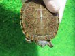画像7: タバスコクジャクガメ７